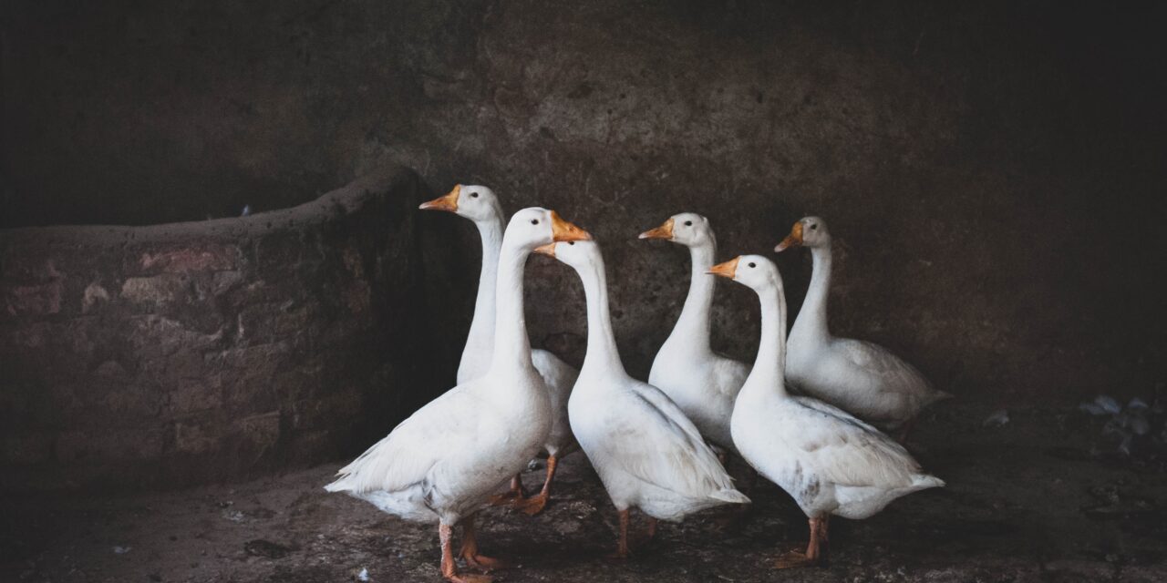 Christmas is Coming, the Goose is Getting Fat!