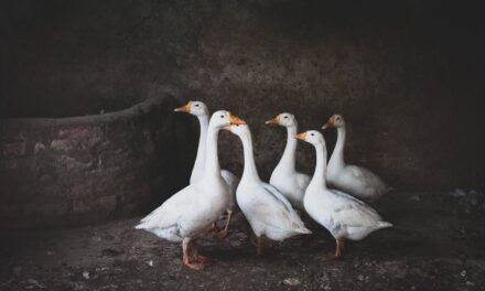 Christmas is Coming, the Goose is Getting Fat!